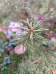 Багульник болотный (Ledum palustre / Rhododendron tomentosum) — вечнозеленый кустарник семейства Вересковые с характерными игольчатыми листьями, макросъемка - Mihail_direct