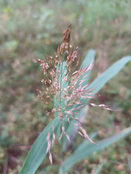 Дикорастущая трава или злак (Poaceae) с семенными метелками — макросъемка высушенных колосков на размытом зеленом фоне - Mihail_direct