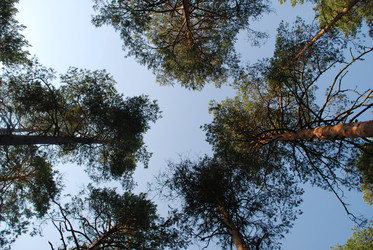 Небо над соснами - Andrew_Swarga