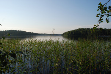 Тростник растет в воде - Andrew_Swarga