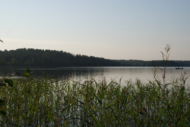 Тростник растет в воде - Andrew_Swarga