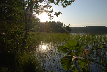 Тростник растет в воде - Andrew_Swarga
