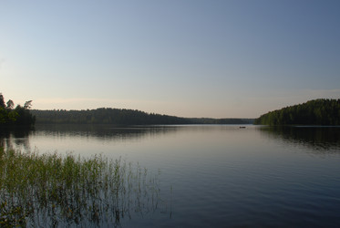 Тростник растет в воде - Andrew_Swarga
