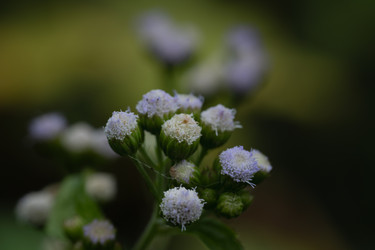Макрос цветов Ageratum Conyzoides с мягкой пушистой текстурой - Dio