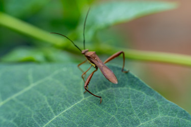 Макро рисового ушастика Leptocorisa Oratorius на зеленом листе - Dio