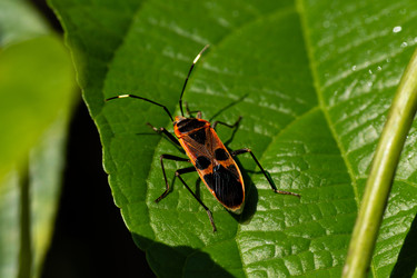 Красный клоп-красильщик хлопка pyrrhocoridae насекомое на зеленом листе - Dio
