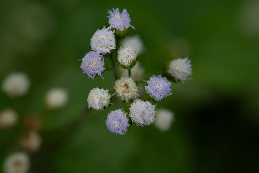 Макрос с изображением фиолетовых полевых цветов Ageratum Conyzoides на зеленом фоне - Dio