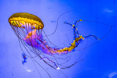 Светящиеся медузы грациозно плавают в океанских водах - db-rus