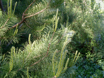 Ветви сосны обыкновенной (Pinus sylvestris) - bykgeniy