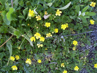 Лапча́тка (лат. Potentilla) - bykgeniy