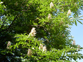 Конский каштан (Aesculus) - bykgeniy