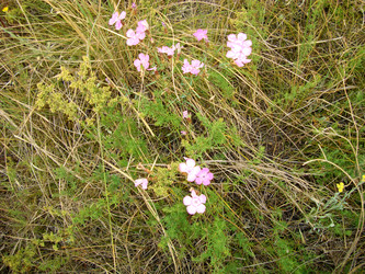 Гвоздика (Dianthus) - bykgeniy