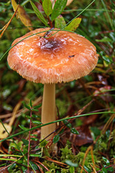 Поплавок желто-коричневый (Amanita fulva) из рода мухоморов - Alex13