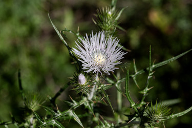 Лекарственное растение (Galactites tomentosa), растущее в горах на лугу крупным планом - Slavina