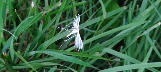 Белый птерофорус Pterophorus pentadactyla - Andrew_Swarga