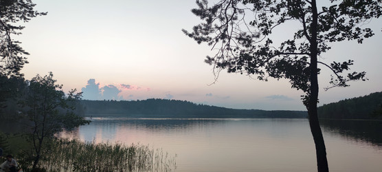 тростник растет в воде - Andrew_Swarga