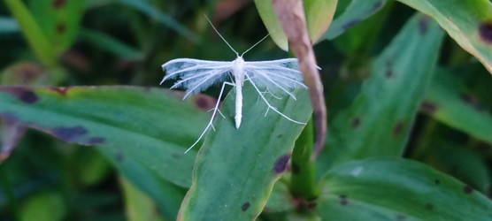Белый птерофорус Pterophorus pentadactyla - Andrew_Swarga