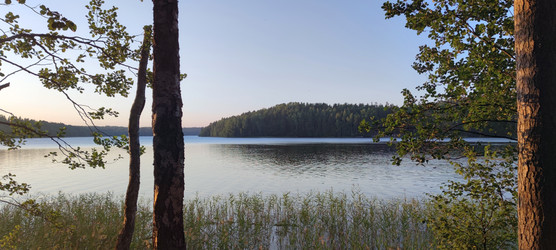 тростник растет в воде - Andrew_Swarga