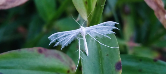 Белый птерофорус Pterophorus pentadactyla - Andrew_Swarga