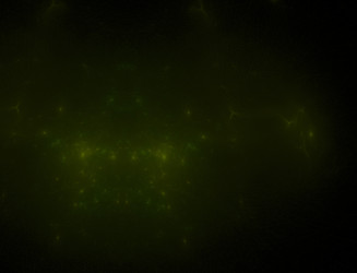 абстрактное яркое изображение фрактального пламени - nikitabuida