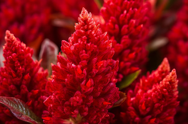 Celosia стройный красных листьев растений. Цвести ботаники, естественных цветов. Создать ИИ - yliv