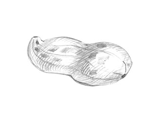 одиночный арахис в скорлупе, нарисованный от руки графитовым карандашом, выделенный на белом фоне. для упаковки пищевых продуктов, меню, книг рецептов, дизайна органических продуктов питания и сельскохозяйственной тематики - mev