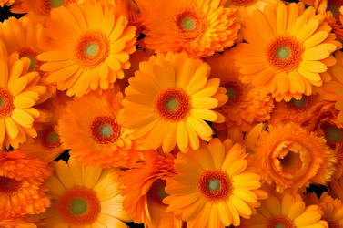 Календула цветет оранжевым фоном. Растение ромашка флора цветущий лепесток. Генерация ИИ - yliv