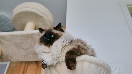 Кошка, отдыхающая на подушке в уютной домашней обстановке с кошачьим деревом и флисовыми материалами, создающими непринужденную и теплую атмосферу в белых и коричневых тонах, вид крупным планом - Gannachka