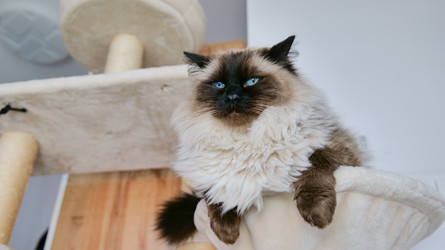 Гималайская кошка отдыхает на кошачьем дереве в спокойной домашней обстановке в бежевых и коричневых тонах и со слегка приподнятым углом, крупным планом видны ткани и деревянные материалы - Gannachka