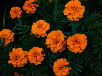 Яркие оранжевые бархатцы на клумбе среди темной зеленой листвы - raregarden