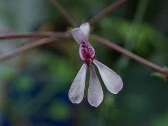 Нежно-розовый цветок пеларгонии крупным планом на зеленом фоне - raregarden