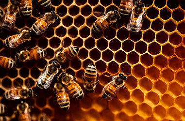 Honeycomb insect. Wax pollen beehive. Generate Ai - yliv
