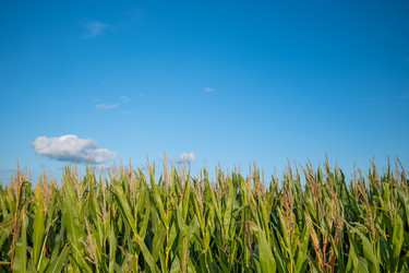 широкий вид на плоское кукурузное поле под бескрайним голубым небом с единственным маленьким белым облачком над горизонтом. концепция сельскохозяйственного ландшафта и сельского копировального пространства - Gannachka