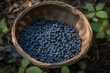 Корзинка с дикой черникой. Витамины Food garden. Генерировать искусственный интеллект - yliv