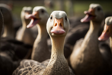 Angry goose closeup. Generate AI - yliv