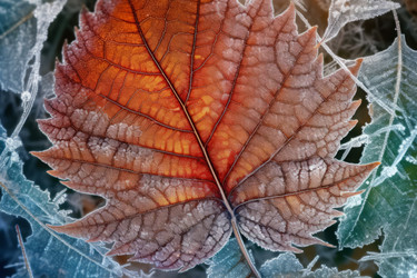 Макро листик фотографии. Вены осенью природа. Создать ИИ - yliv