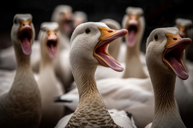Screaming domestic birds. Generate AI - yliv