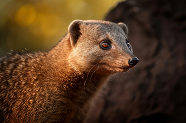 Mongoose animal from south Africa. Wildlife furry animal predator carnivore creature. Generate ai - yliv
