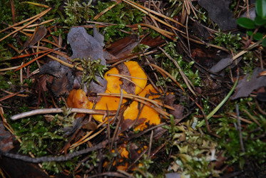 Лисичка, Cantharellus cibarius среди мха - Andrew_Swarga