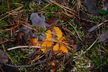 Лисичка, Cantharellus cibarius среди мха - Andrew_Swarga