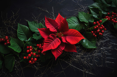Red poinsettia flower decoration. Generate ai - yliv