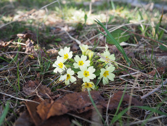 Primula vulgaris - вид цветковых растений семейства первоцветных, примула обыкновенная, примула английская обыкновенная. Распускаются ранней весной желтыми цветками с нежным ароматом, поодиночке на коротком тонком стебле - Karjalainen
