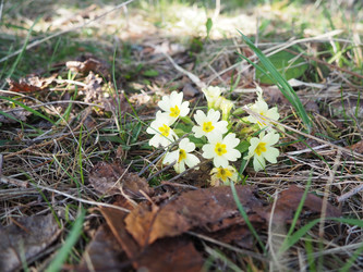 Primula vulgaris - вид цветковых растений семейства первоцветных, примула обыкновенная, примула английская обыкновенная. Распускаются ранней весной желтыми цветками с нежным ароматом, поодиночке на коротком тонком стебле - Karjalainen