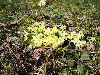 Primula vulgaris - вид цветковых растений семейства первоцветных, примула обыкновенная, примула английская обыкновенная. Распускаются ранней весной желтыми цветками с нежным ароматом, поодиночке на коротком тонком стебле - Karjalainen