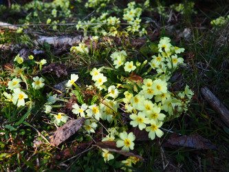 Primula vulgaris - вид цветковых растений семейства первоцветных, примула обыкновенная, примула английская обыкновенная. Распускаются ранней весной желтыми цветками с нежным ароматом, поодиночке на коротком тонком стебле - Karjalainen