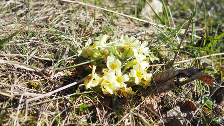 Primula vulgaris - вид цветковых растений семейства первоцветных, примула обыкновенная, примула английская обыкновенная. Распускаются ранней весной желтыми цветками с нежным ароматом, поодиночке на коротком тонком стебле - Karjalainen