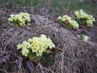 Primula vulgaris - вид цветковых растений семейства первоцветных, примула обыкновенная, примула английская обыкновенная. Распускаются ранней весной желтыми цветками с нежным ароматом, поодиночке на коротком тонком стебле - Karjalainen