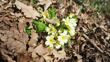 Primula vulgaris - вид цветковых растений семейства первоцветных, примула обыкновенная, примула английская обыкновенная. Распускаются ранней весной желтыми цветками с нежным ароматом, поодиночке на коротком тонком стебле - Karjalainen