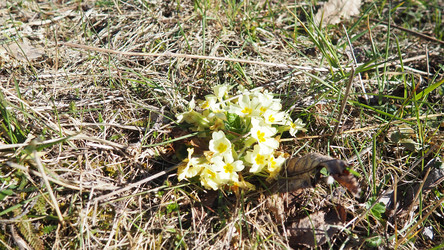 Primula vulgaris - вид цветковых растений семейства первоцветных, примула обыкновенная, примула английская обыкновенная. Распускаются ранней весной желтыми цветками с нежным ароматом, поодиночке на коротком тонком стебле - Karjalainen