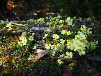 Primula vulgaris - вид цветковых растений семейства первоцветных, примула обыкновенная, примула английская обыкновенная. Распускаются ранней весной желтыми цветками с нежным ароматом, поодиночке на коротком тонком стебле - Karjalainen